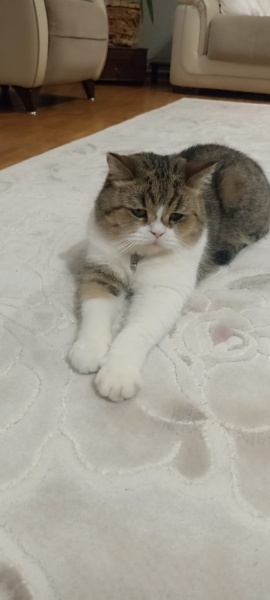 Tekir Kedi, Kedi  TARÇIN fotoğrafı