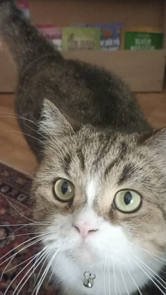 Tekir Kedi, Kedi  TARÇIN fotoğrafı