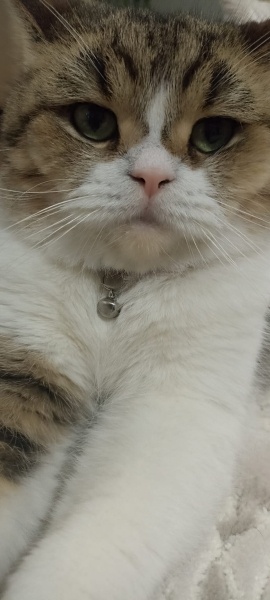 Tekir Kedi, Kedi  TARÇIN fotoğrafı