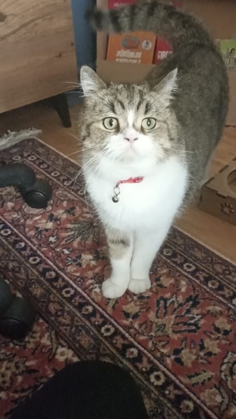 Tekir Kedi, Kedi  TARÇIN fotoğrafı