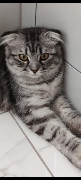 Scottish Fold, Kedi  Güneş fotoğrafı