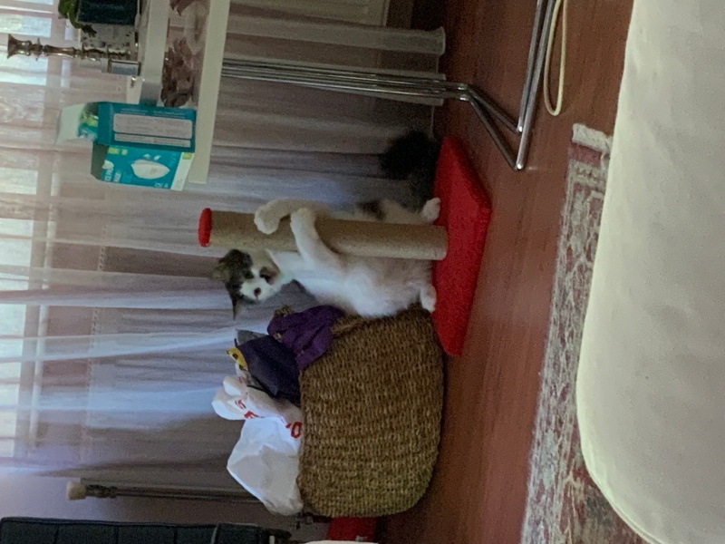 Tekir Kedi, Kedi  Afi fotoğrafı