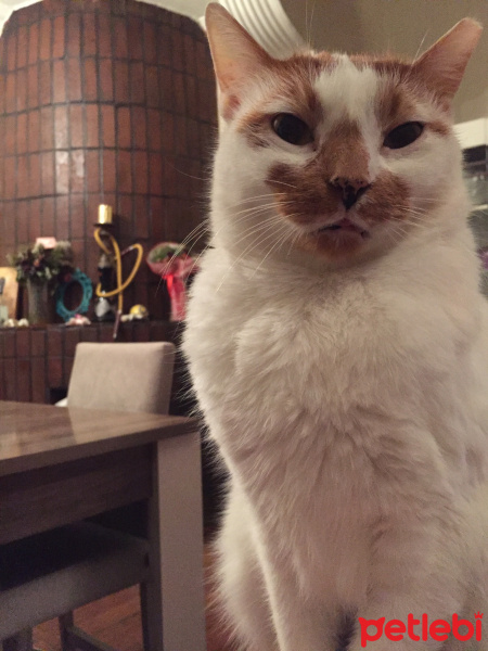 York Chocolate, Kedi  Pamuk fotoğrafı