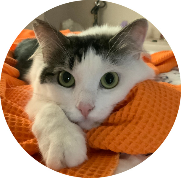Tekir Kedi, Kedi  Nazlı fotoğrafı
