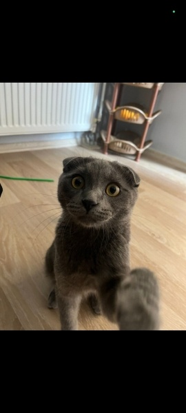 Scottish Fold, Kedi  Duman fotoğrafı