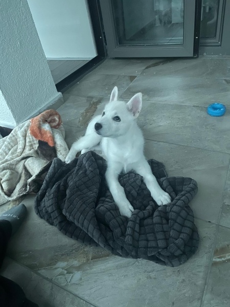 Sibirya Kurdu (Husky), Köpek  Kaju fotoğrafı