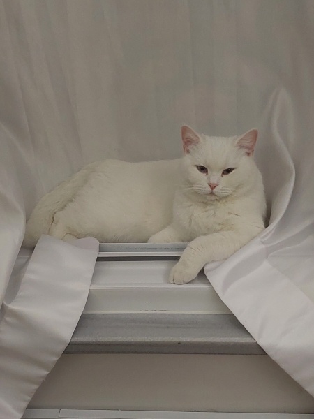 British Shorthair, Kedi  Prenses fotoğrafı