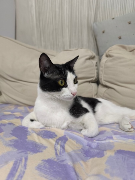 Tuxedo (Smokin) Kedi, Kedi  Dali fotoğrafı
