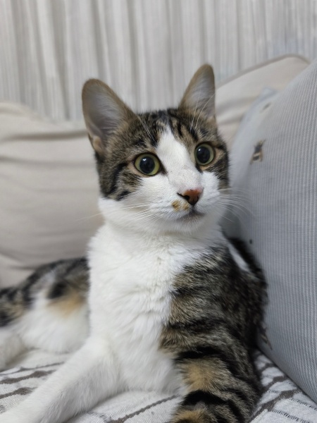 Tekir Kedi, Kedi  Mona fotoğrafı