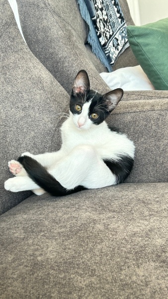 Tuxedo (Smokin) Kedi, Kedi  Rocky fotoğrafı