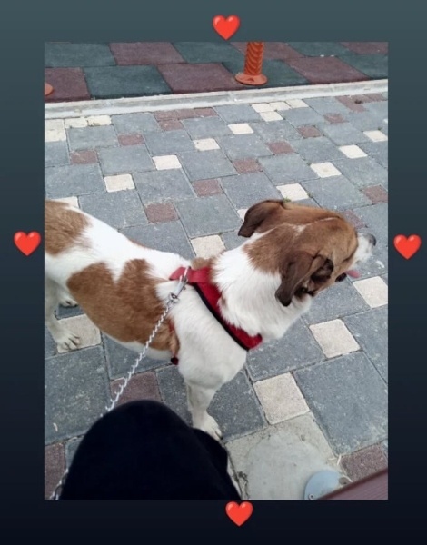 Jack Russell Terrier, Köpek  Şila fotoğrafı