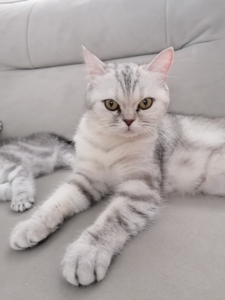 British Shorthair, Kedi  MERCAN fotoğrafı