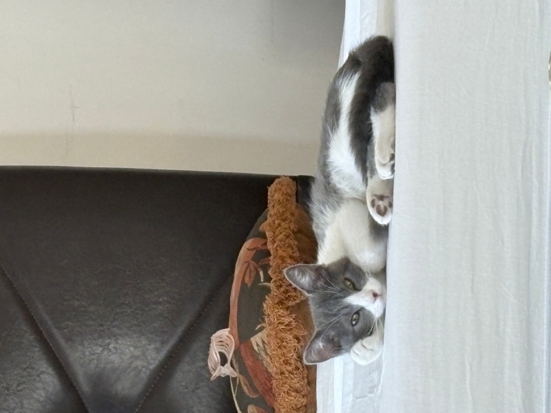 Tekir Kedi, Kedi  doraemon fotoğrafı