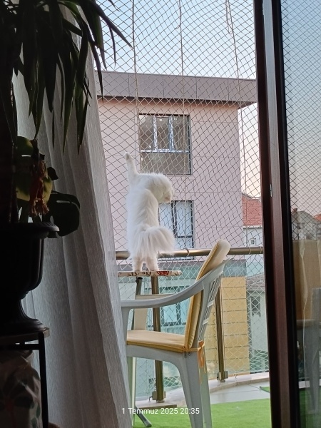 İran Kedisi (Persian), Kedi  Lilya fotoğrafı