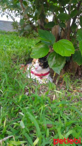 Tekir Kedi, Kedi  Şapşik fotoğrafı