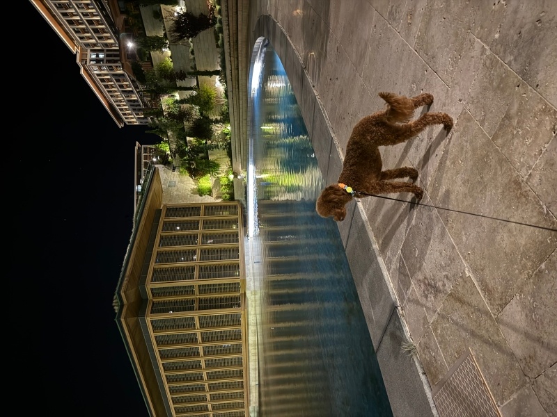 Poodle (Minyatür Kaniş), Köpek  Cookie fotoğrafı