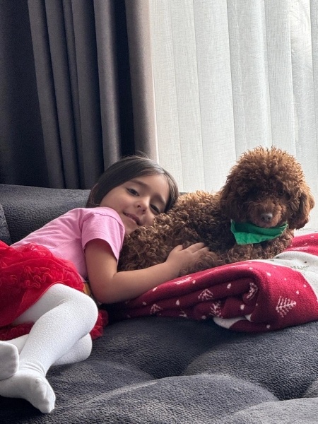 Poodle (Minyatür Kaniş), Köpek  Cookie fotoğrafı