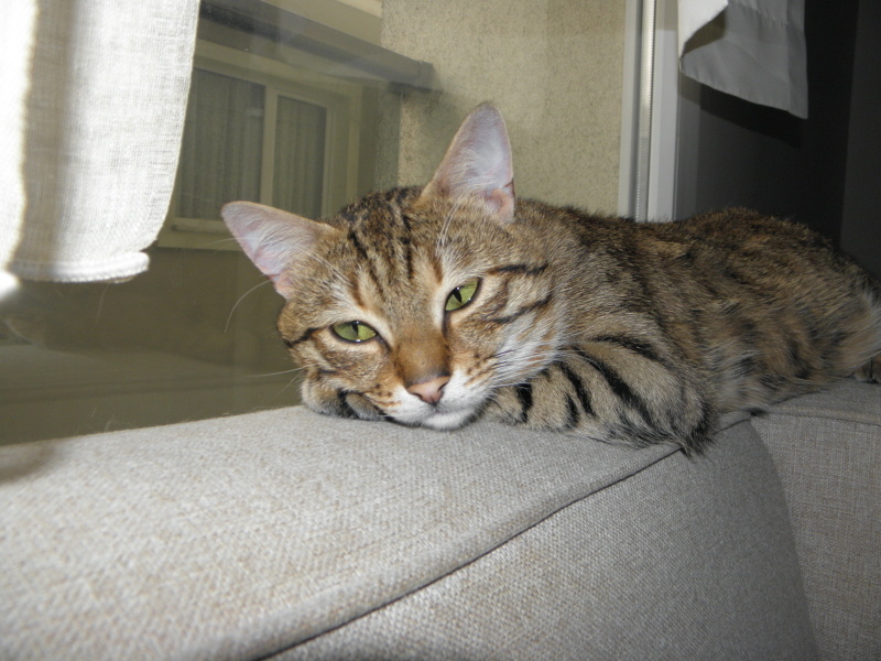 Tekir Kedi, Kedi  Pisa fotoğrafı