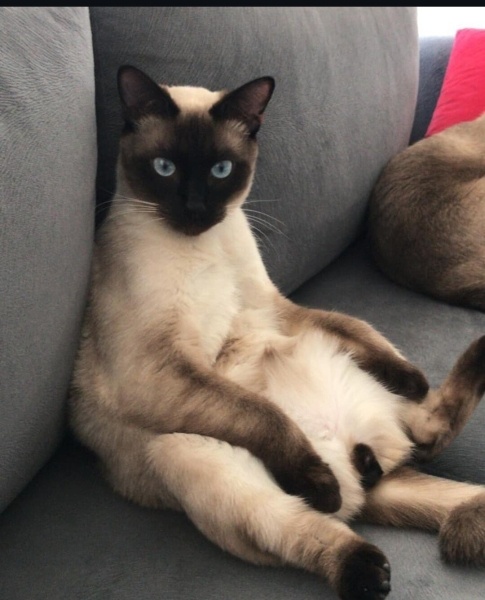 Siyam Kedisi, Kedi  Haydut fotoğrafı