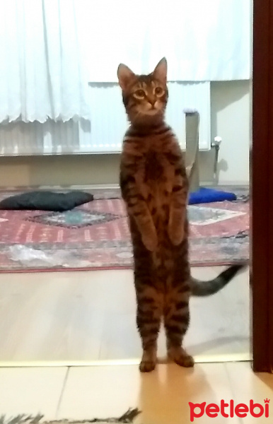 Tekir Kedi, Kedi  mia fotoğrafı