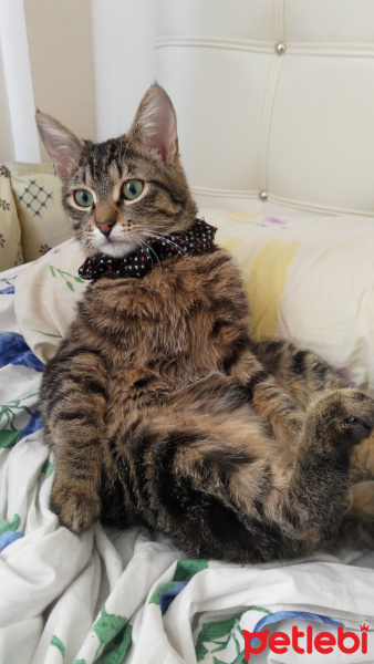 Tekir Kedi, Kedi  mia fotoğrafı