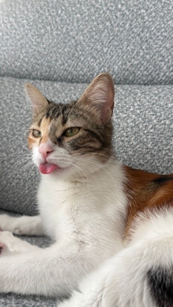 Chinchilla, Kedi  Luna fotoğrafı