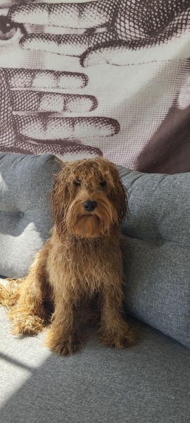 Poodle(Standart Kaniş), Köpek  MARS fotoğrafı