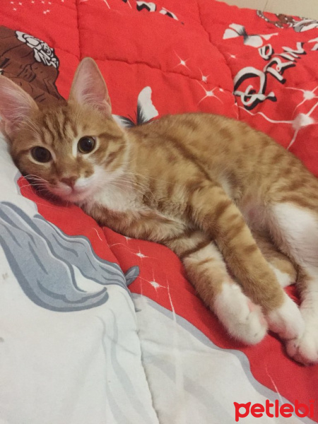 Tekir Kedi, Kedi  Morty fotoğrafı