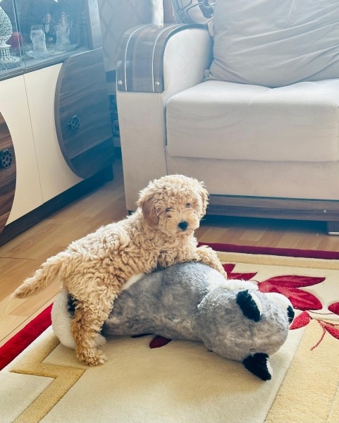 Poodle(Standart Kaniş), Köpek  Ponçik fotoğrafı