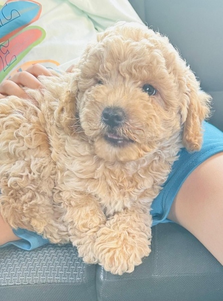 Poodle(Standart Kaniş), Köpek  Ponçik fotoğrafı