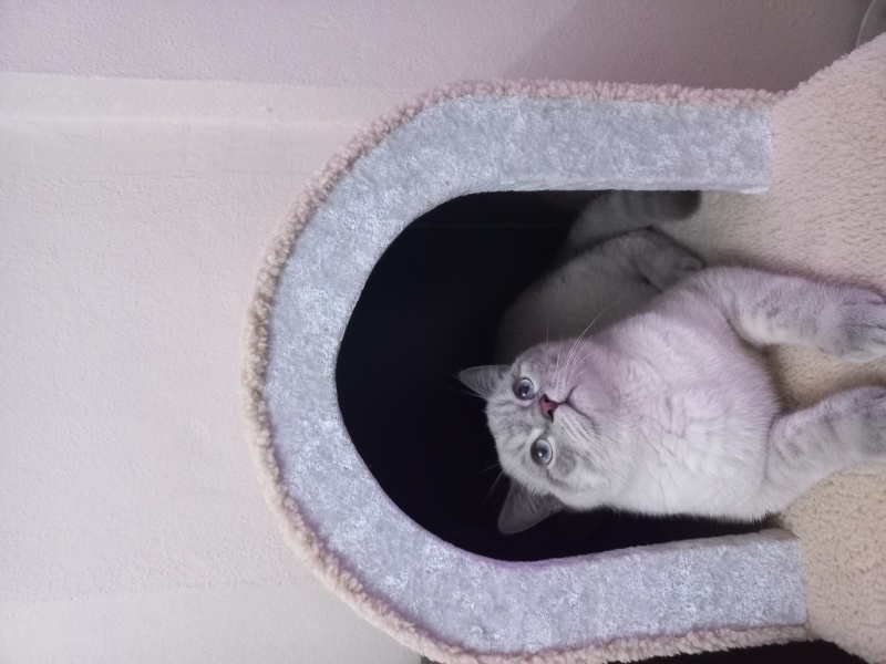 British Shorthair, Kedi  Bulut fotoğrafı