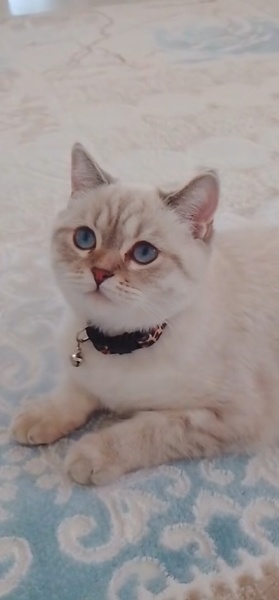 British Shorthair, Kedi  Pamuk fotoğrafı