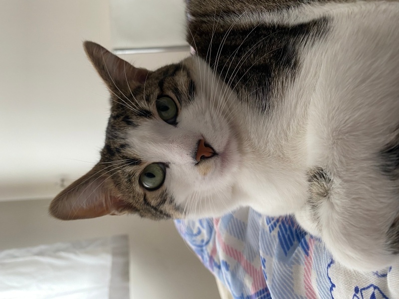 Tekir Kedi, Kedi  Archie fotoğrafı