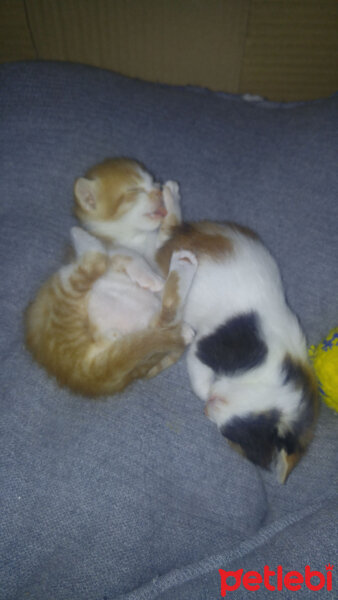 Scottish Fold, Kedi  Kontes fotoğrafı