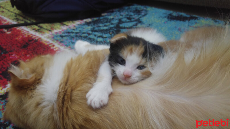 Scottish Fold, Kedi  Kontes fotoğrafı