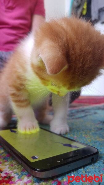 Scottish Fold, Kedi  Kontes fotoğrafı