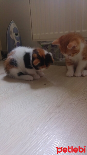 Scottish Fold, Kedi  Kontes fotoğrafı