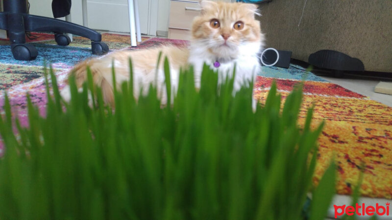 Scottish Fold, Kedi  Kontes fotoğrafı