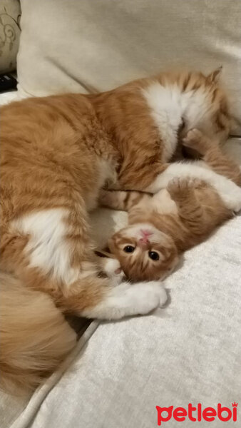 Scottish Fold, Kedi  Kontes fotoğrafı