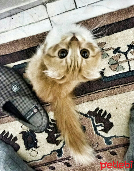 Scottish Fold, Kedi  Kontes fotoğrafı