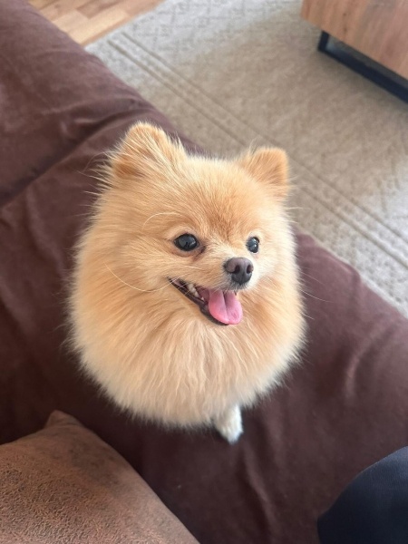 Pomeranyalı, Köpek  Barbie fotoğrafı