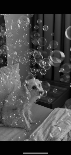 Maltese, Köpek  bonita fotoğrafı