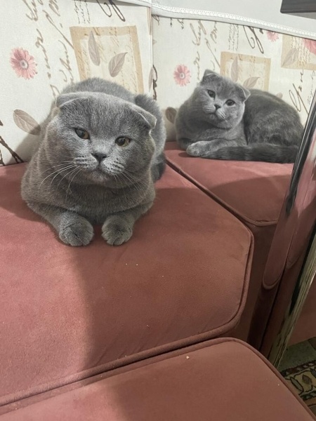 Scottish Fold, Kedi  Oscar,pars fotoğrafı