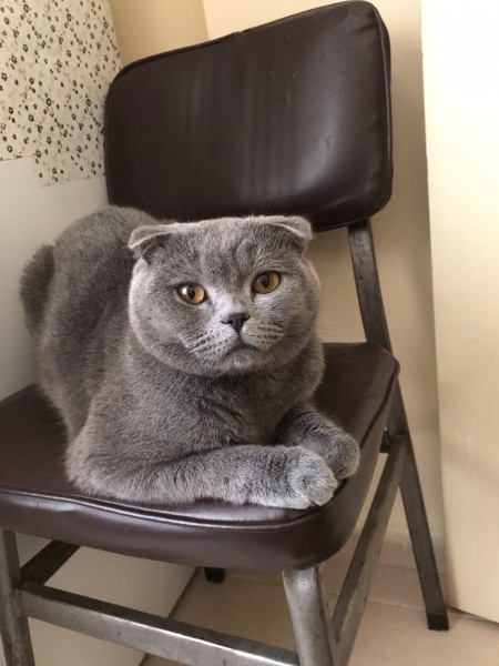 Scottish Fold, Kedi  Oscar,pars fotoğrafı