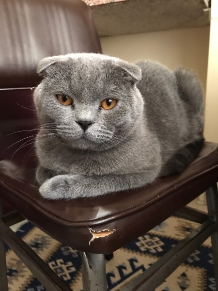 Scottish Fold, Kedi  Oscar,pars fotoğrafı