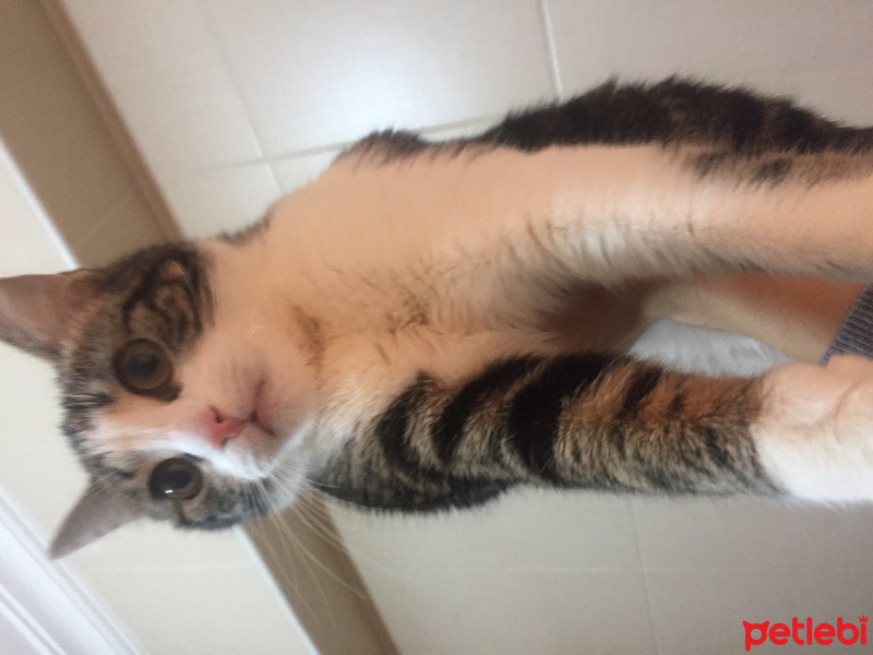 Tekir Kedi, Kedi  Lila fotoğrafı