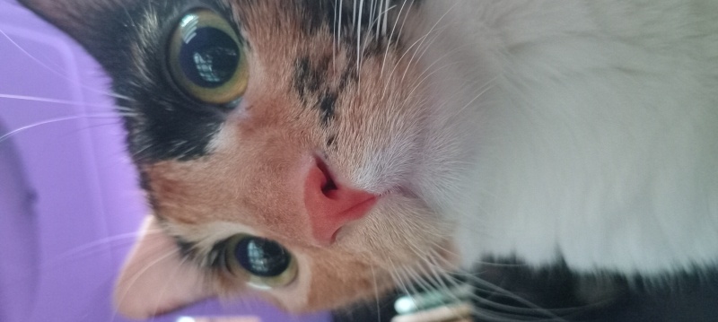 Tekir Kedi, Kedi  Karamel fotoğrafı