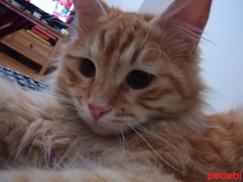 Tekir Kedi, Kedi  Kimyon fotoğrafı