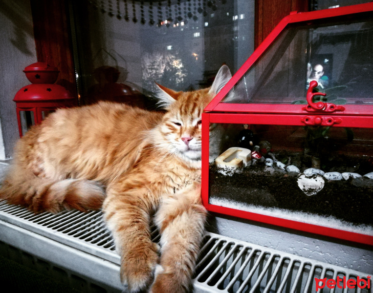 Tekir Kedi, Kedi  Kimyon fotoğrafı