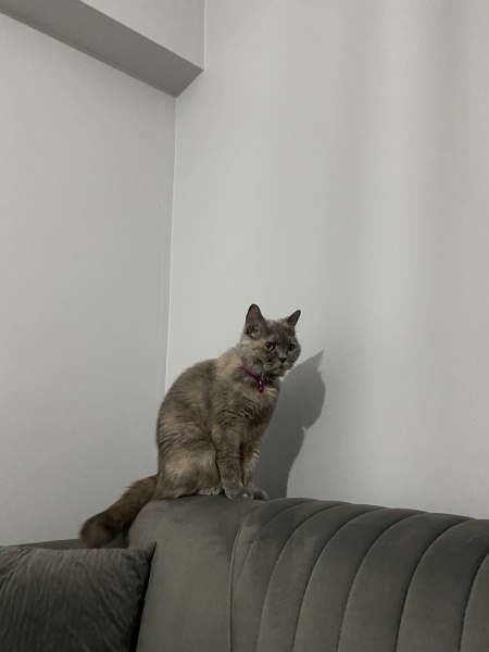 British Shorthair, Kedi  Luna fotoğrafı